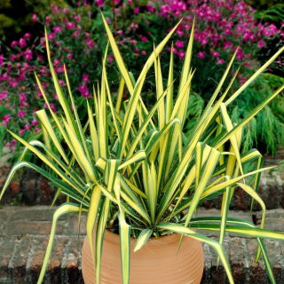 Yucca filamentosa „Color Guard” - 1 unitate