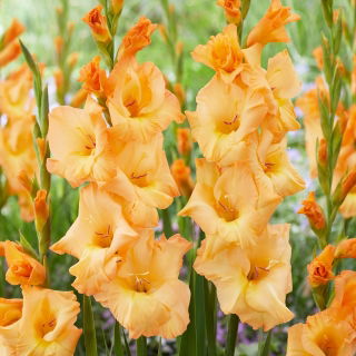 Gladiolus 'Arcadia' - Giga Pack! - 250 pcs.