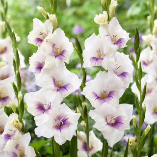 Gladiolus 'Aviol' - 5 st