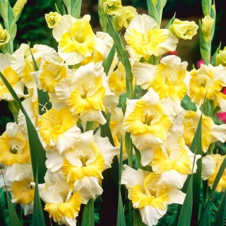 Gladiolus, Gladiole, Schwertblume 'Buggy' - Großpackung! - 50 Stk.