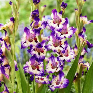 Gladiole „Circus Color” - Pachet mare - 50 unități