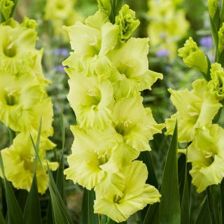 Gladiolus 'Kio' - Large Pack! - 50 pcs.