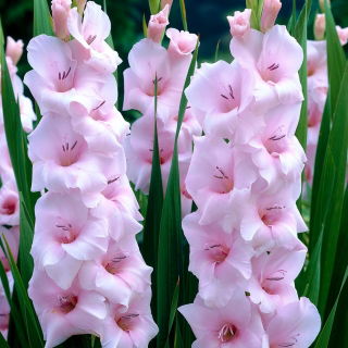 Gladiolus, Kardvirág 'Orleans' - 5 db.