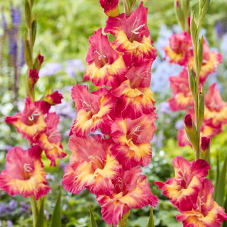 Gladiolus 'Ron Park' - 5 st