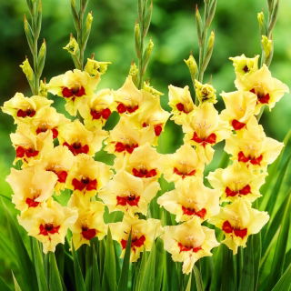 Gladiolus 'Safari' - 5 st