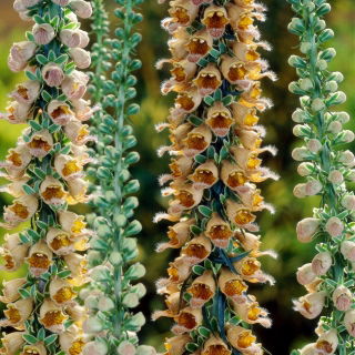 Rozsdás gyűszűvirág (Digitalis ferruginea) 'Gelber Herold' - Giga csomag! - 50 db.