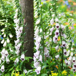 Vingerhoedskruid (Digitalis purpurea) 'Pam's Choice' - megapakket - 50 planten