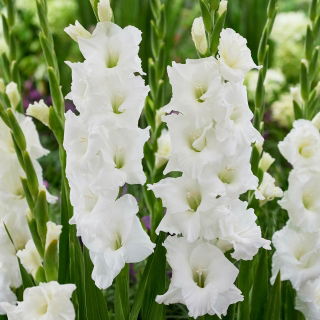Gladiolus 'Essential' - stor förpackning - 50 st