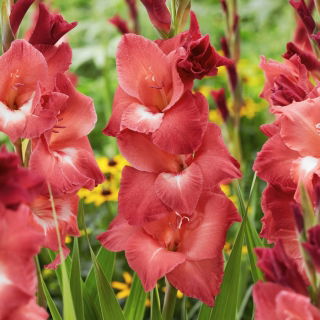 Gladiolus 'Indian Summer' - Giga Pack! - 250 pcs.