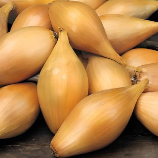 Șalotă „Zebrune” - 5 kg