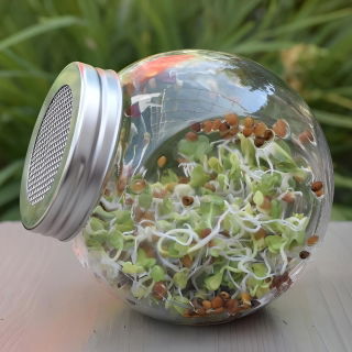 Jar asns - asnu audzēšanas trauks - 400 ml + BEZMAKSAS DĀVANAS - 
