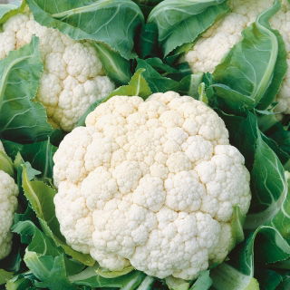 Kembang kol putih "Delta" - untuk penanaman musim bunga, musim panas dan musim gugur - 270 biji - Brassica oleracea L. var.botrytis L. - benih