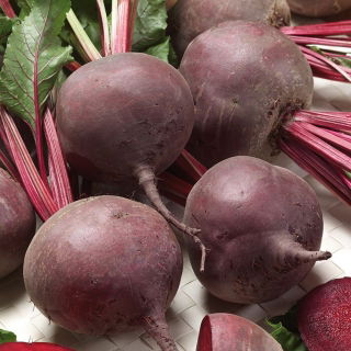 Kumbang merah "Bona" - Beta vulgaris - benih