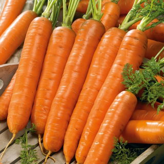 Porkkana - Darina - Daucus carota - siemenet