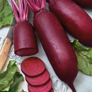 Beetroot - Alexis - Cylindrical Crimson Roots Ideal for Preserves - Fresh Seeds