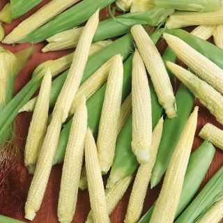 Slatki kukuruz "Minigold"; Šećerni kukuruz, kukuruz za pole - Zea mays convar. saccharata var. Rugosa - sjemenke