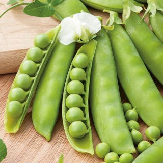 Cukorborsó - Iłówiecki - 500 g - Könnyen termeszthető, tökéletes friss fogyasztáshoz - Friss vetőmagok