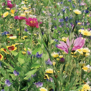 Flower Mix - Voor drogere plekken - 