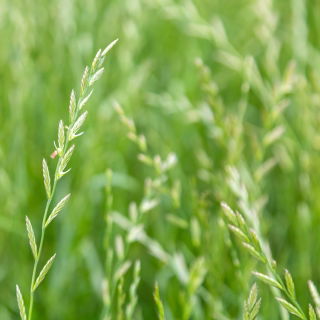 Mätonoh trváci 'Brawa 4N' - krmová odroda - 5 kg semien (Lolium perenne)