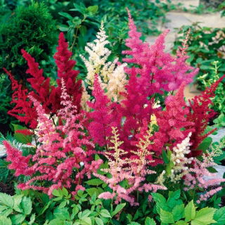 Čechrava arendsii - Astilbe arendsii - Perfektní do trvalkových záhonů a kytic - Čerstvá semena