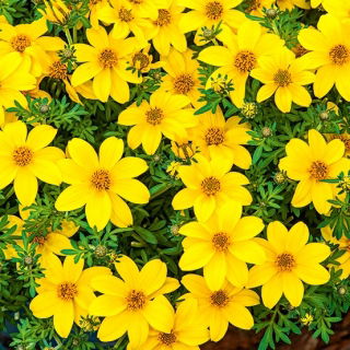 Bidens aurea - Tonalità dorate, perfette per bordi - Semi Freschi