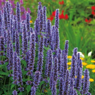 Agastaché - Agastache mexicana - Flores fragantes, adoradas por las mariposas - Semillas frescas