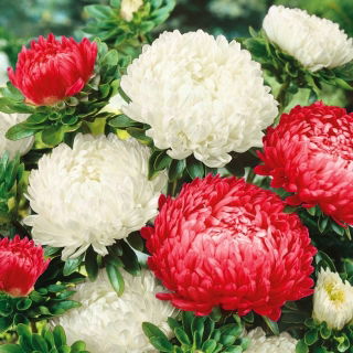 Čína Aster vlajka Poľska, biela-červená Čína Aster semená - Callistephus chinensis - 450 semien
