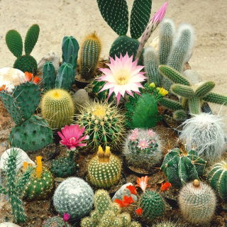 Kaktuszok - fajtakeverék - Cactus sp. - Egyedi kaktuszfajták sziklakertbe - Friss vetőmagok