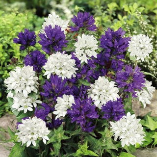 Campanula Agglomerata - Miscuglio - Campanula glomerata - Fioriture vivaci per aiuole estive - Semi Freschi