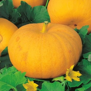 Calabaza - Gele Reuzen - 100g - Tamaño imponente y pulpa sabrosa - Semillas frescas