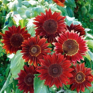 Girasole - Moulin Rouge - Helianthus annuus - 1 kg - Fioriture rosso intenso: audace protagonista del giardino - Semi Freschi