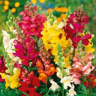 Gura leului - Rainbow - Antirrhinum majus nanum - Culori vibrante, înflorire îndelungată - Semințe proaspete