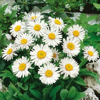 Alpine Aster - White - Aster alpinus - Hardy Blooms, Perfect for Borders - Fresh Seeds