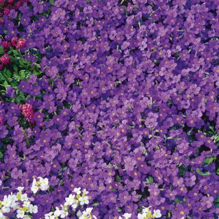 Aubrieta - Whitewell Gem - Aubrieta x hybrida - Purpură vibrant, acoperire densă - Semințe proaspete
