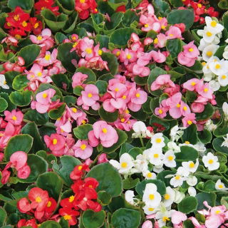 Waterbegonia - hoog, continu bloeiend - gemengde kleuren (Begonia semperflorens)