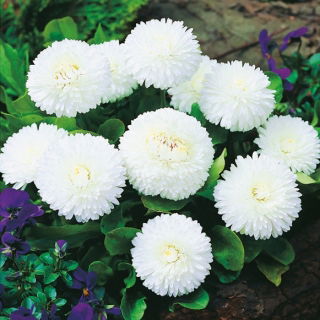 Tratinčica - Bijela - Bellis perennis - Veliki cvjetovi, čiste bijele latice - Svježe sjeme