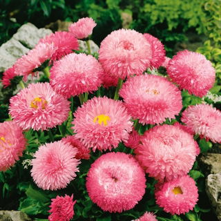 Pâquerette - Super Enorma - Rose Ball - Bellis perennis - Rose intense, texture florale romantique et raffinée - Graines fraîches