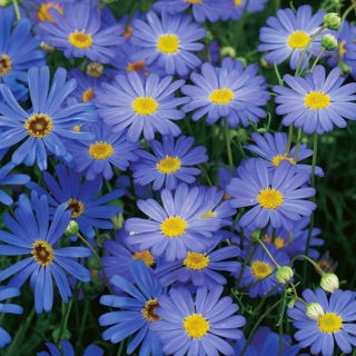 Swan River Daisy - Blue Splendour - Brachyscome iberidifolia - Vivid Blue, Summer-Long Colour - Fresh Seeds