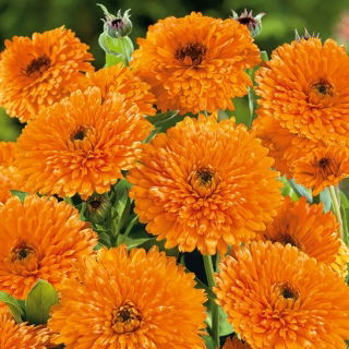 Orvosi körömvirág - Orange Beauty - Calendula officinalis - Mély narancs árnyalat, ragyogó virágtextúra - Friss vetőmagok