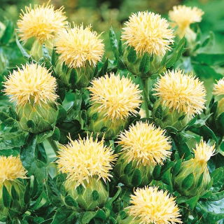 Safflor - vit - Carthamus tinctorius - Silkesvita blommor med fyllig form - Färska frön