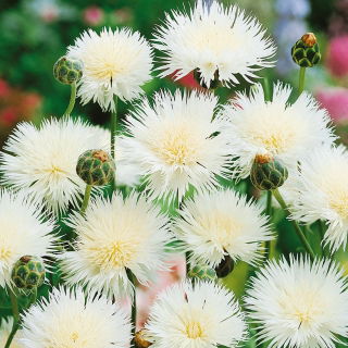 Vinetica parfumată - The Bride - Centaurea imperialis - Alb pur, cu farmec uimitor de vară - Semințe proaspete