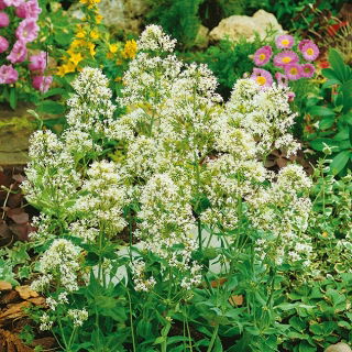 Red Valerian - white - Centranthus ruber - Brightest white, most elegant summer blooms - Fresh Seeds