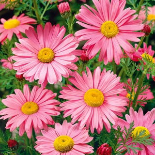Margarete - Robinson's Giants - roz - Chrysanthemum coccineum - Roz fin, petale abundente - Semințe proaspete