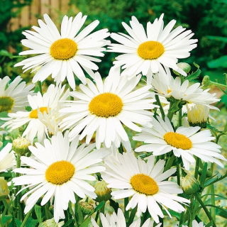 Margriet - Alaska - Chrysanthemum maximum - Puur wit en majestueus in formaat - Verse zaden