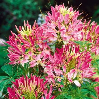 Kattensnor 'Rose Queen' - zaden (Cleome spinosa)