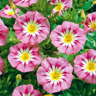 Dreifarbige Winde - Rose Ensign - rosa - Convolvulus tricolor - Zartrosa Farbtupfer, eleganter Gartenstil - Samen