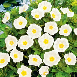 Háromszínű szulák - White Ensign - fehér - Convolvulus tricolor - Tiszta fehér, elegáns kúszó hajtások - Friss vetőmagok