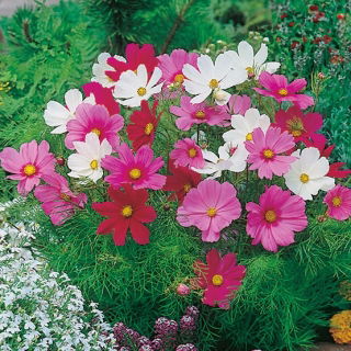 Mararite - Sensation pitic - Cosmos bipinnatus - Miniatură exuberantă, acoperire florală completă - Semințe proaspete