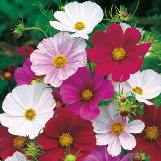 Cosmos - Tetra Versailles - mix - Cosmos bipinnatus - Tallest mix, most elegant floral show - Fresh Seeds