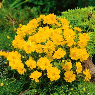 Lage oranje cosmea - Carpet Lemon - citroengeel - Cosmos sulphureus - Zonnige energie en compacte charme - Verse zaden